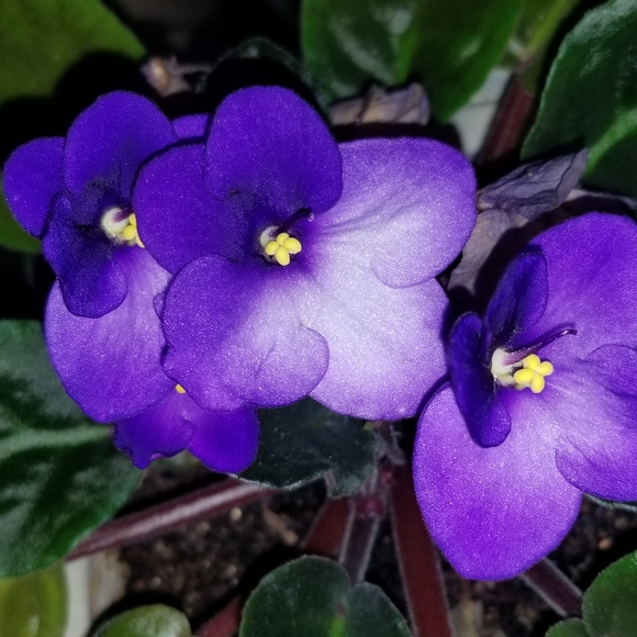 Meet your Posher, Beth - Picture 2 of 4